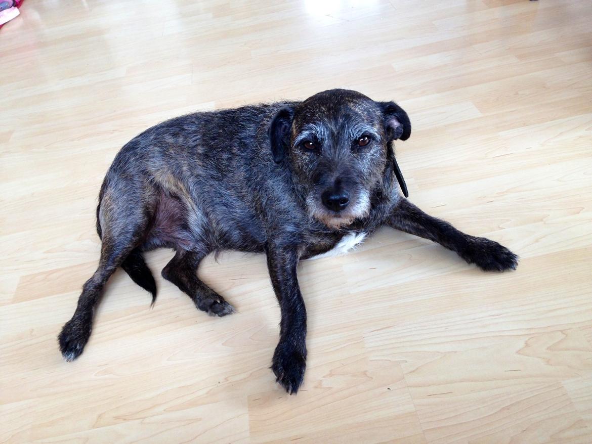 Blanding af racer Buller  billede 6