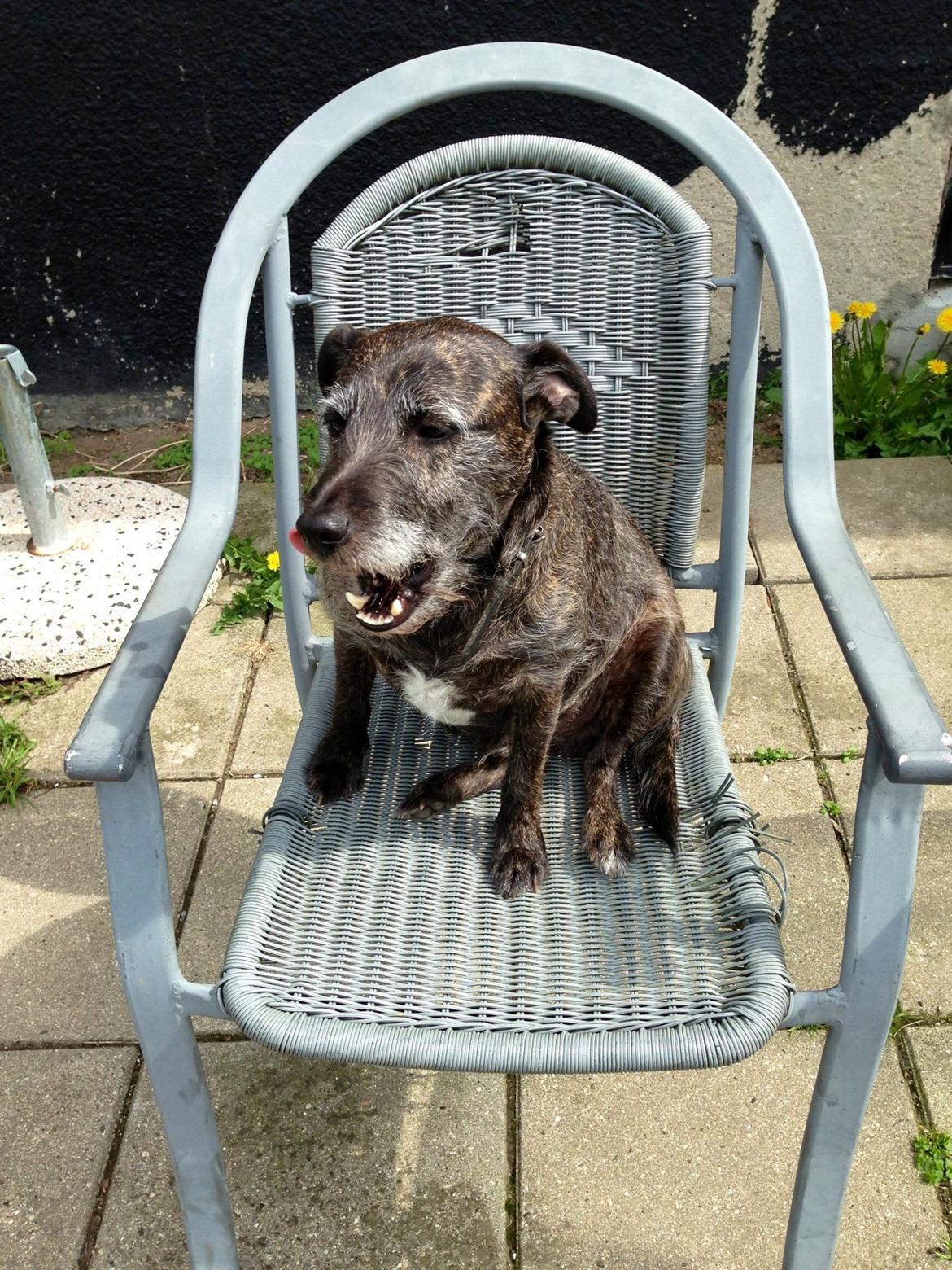 Blanding af racer Buller  billede 7