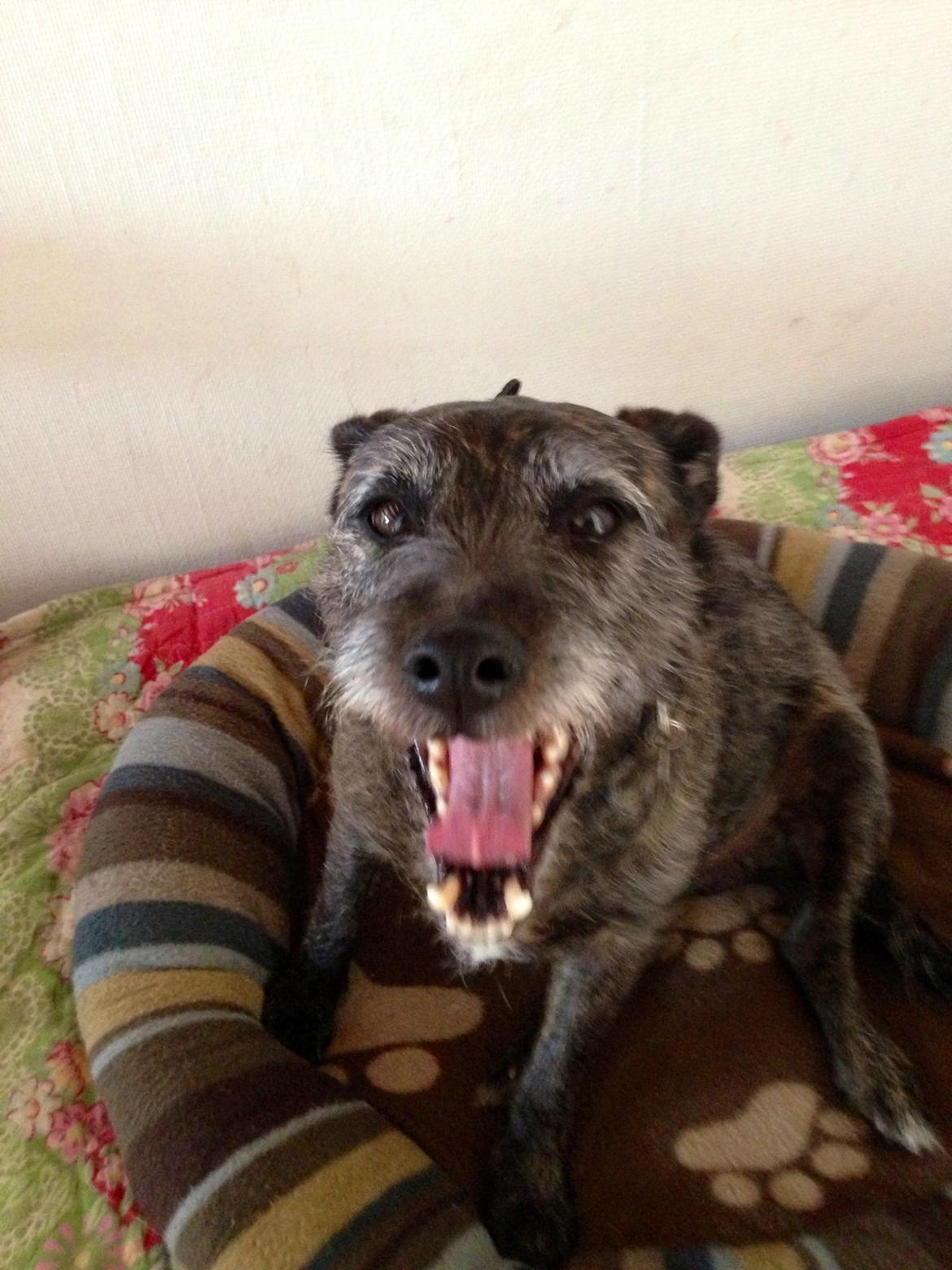 Blanding af racer Buller  billede 8