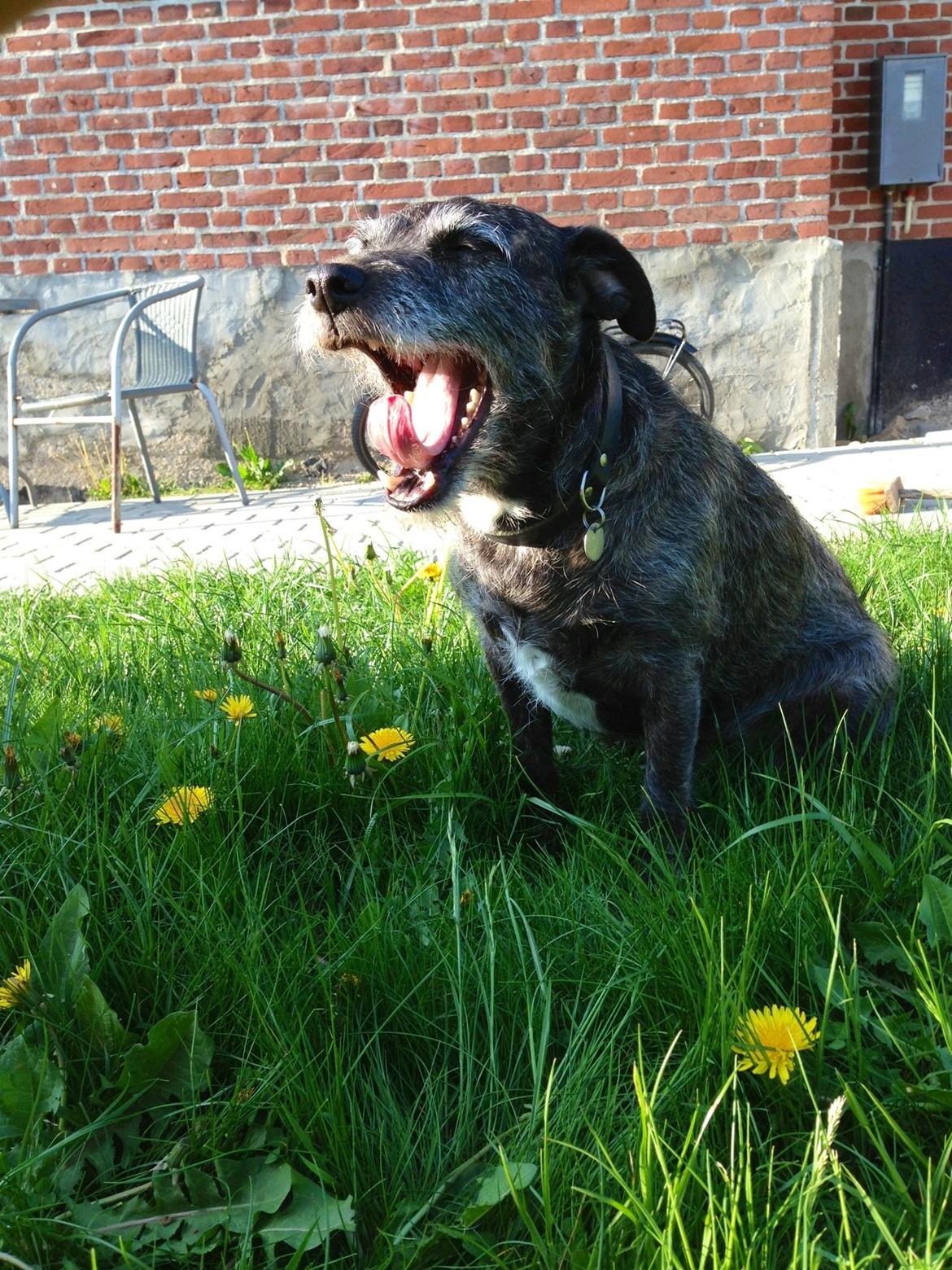 Blanding af racer Buller  billede 9