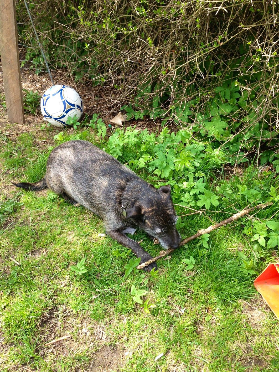 Blanding af racer Buller  billede 10