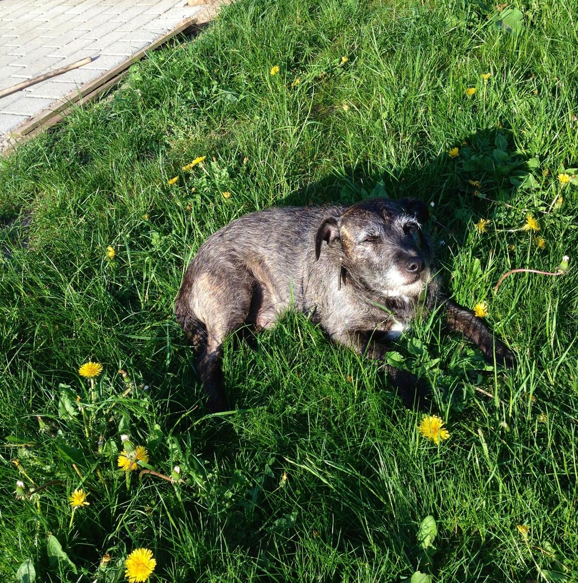 Blanding af racer Buller  billede 11