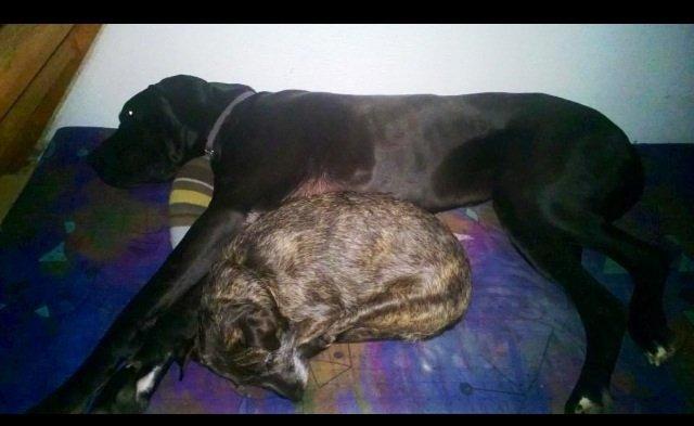 Grand danois Vettel billede 1