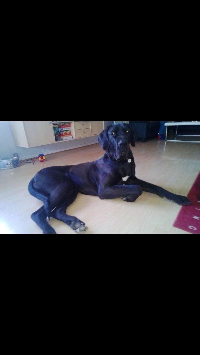 Grand danois Vettel billede 2