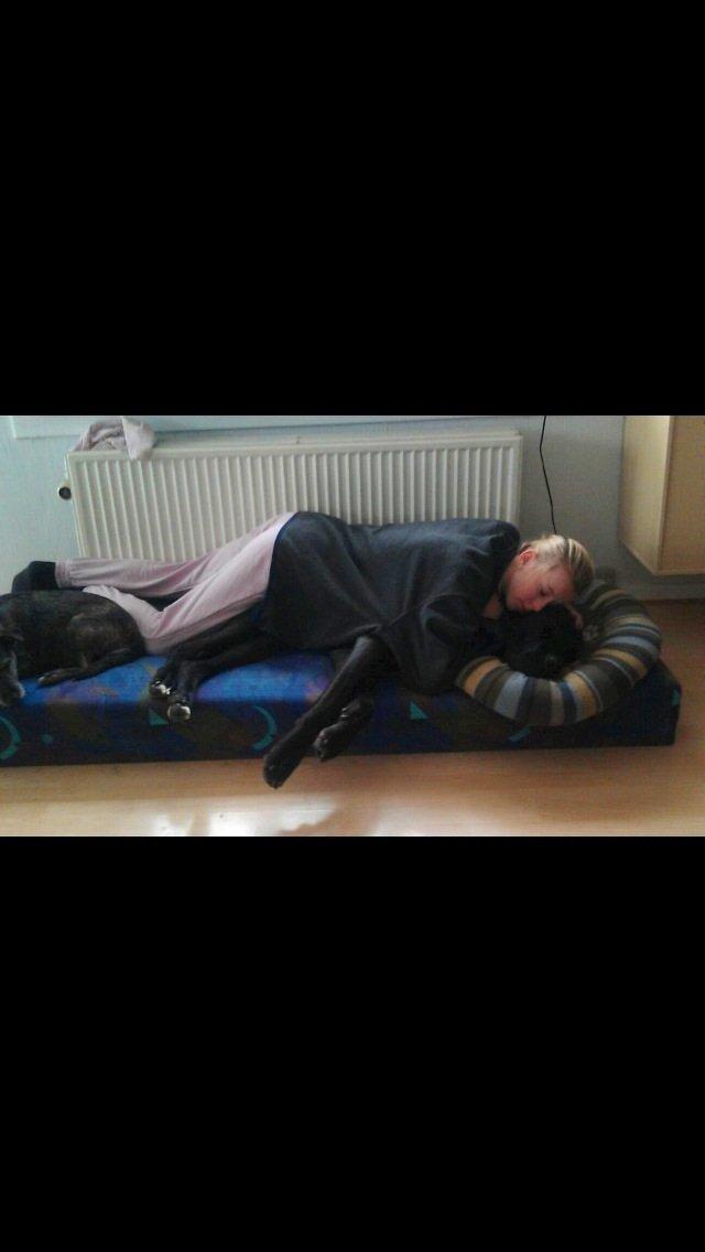 Grand danois Vettel billede 3