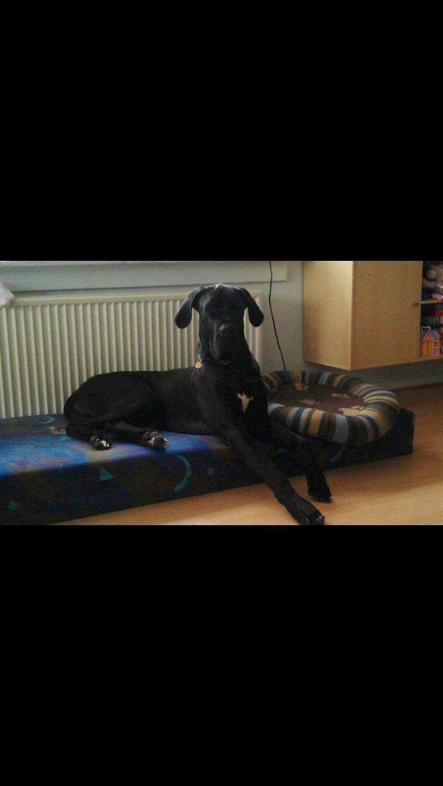 Grand danois Vettel billede 4