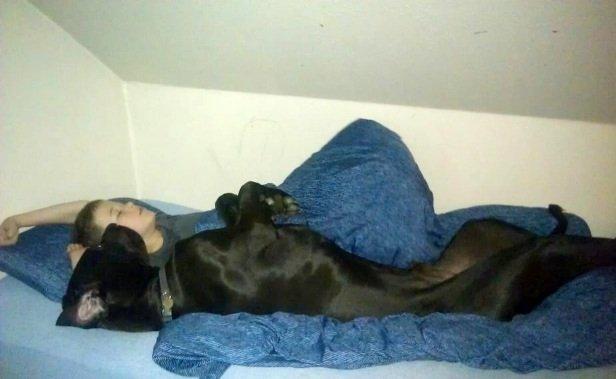 Grand danois Vettel billede 5