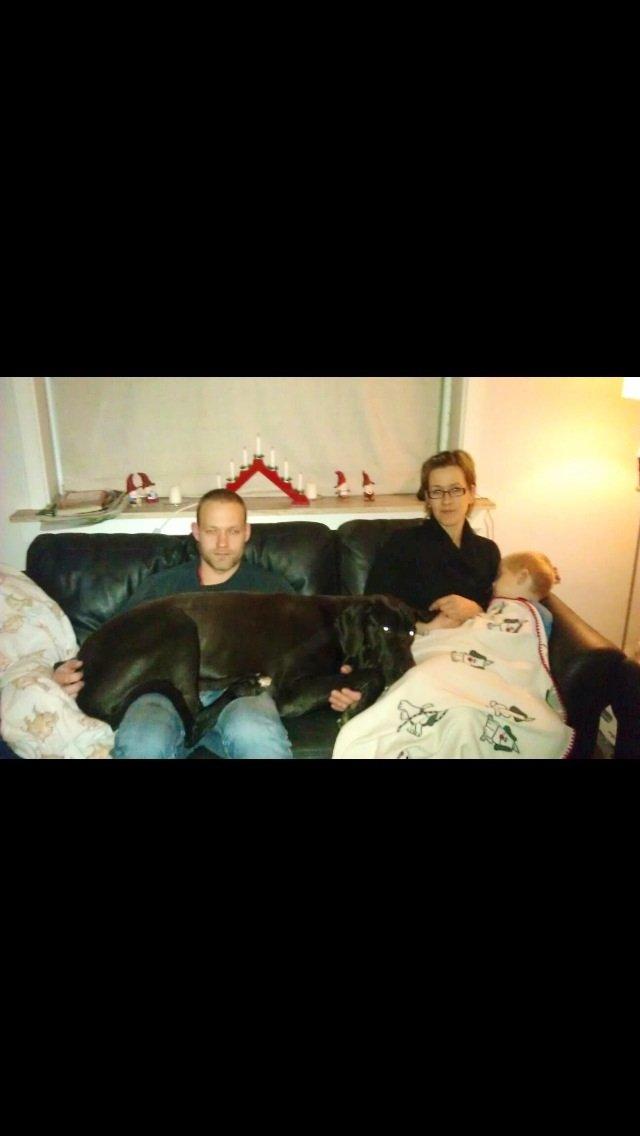 Grand danois Vettel billede 7