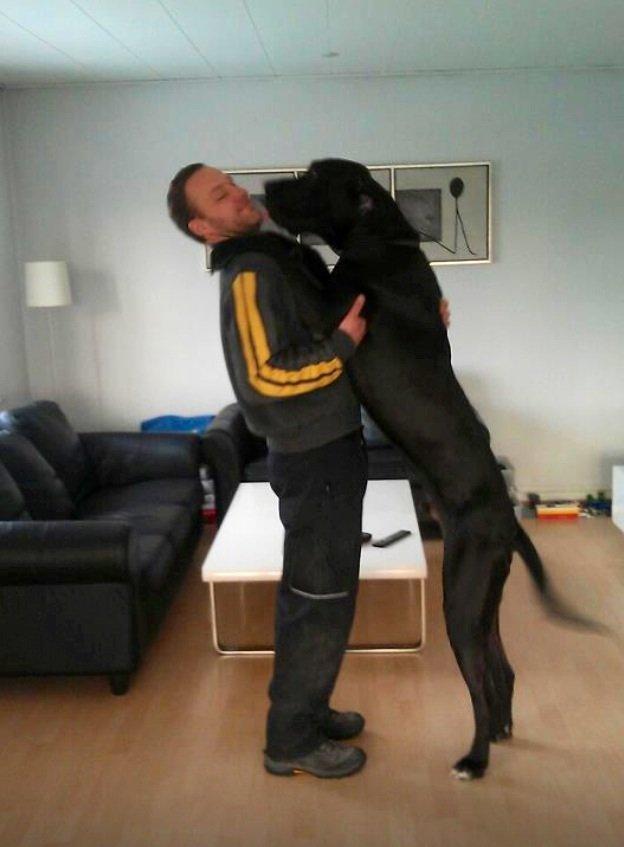 Grand danois Vettel billede 8