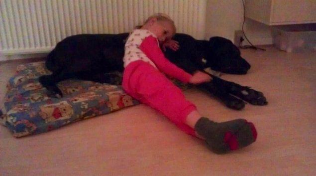 Grand danois Vettel billede 9