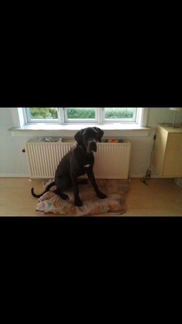 Grand danois Vettel billede 10