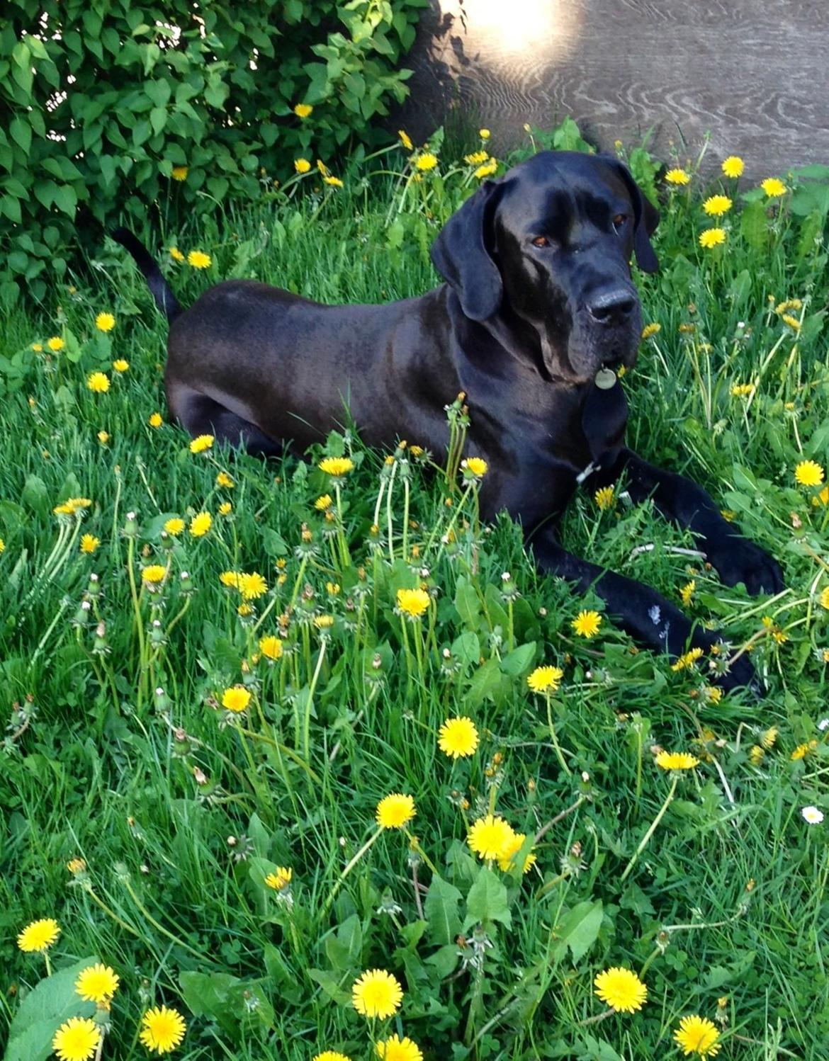 Grand danois Vettel billede 12