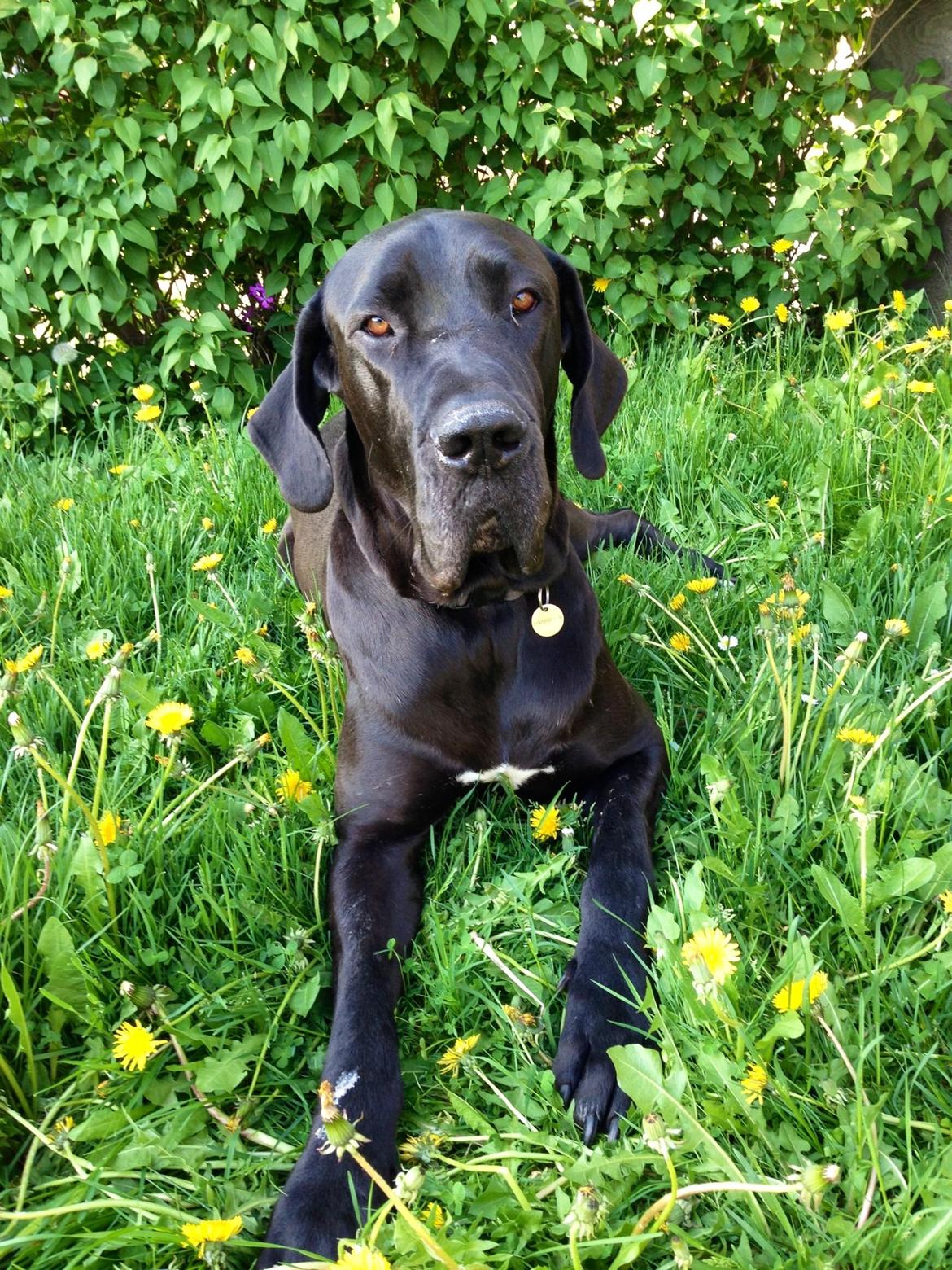 Grand danois Vettel billede 13