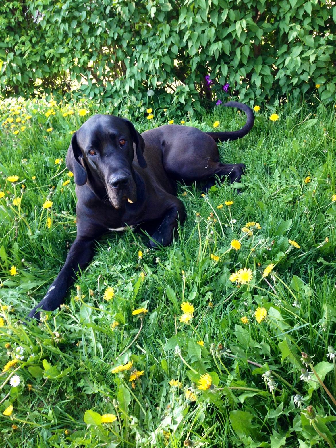 Grand danois Vettel billede 14