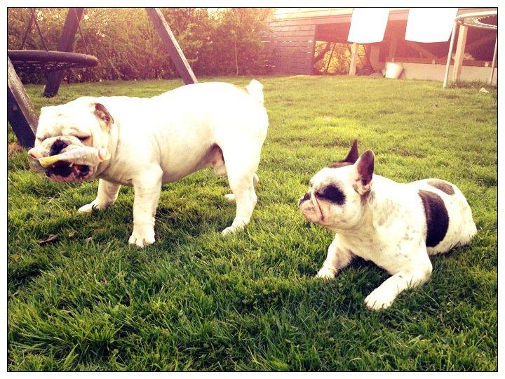 Fransk bulldog Prop billede 7