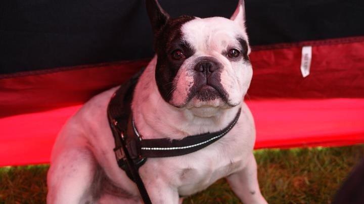 Fransk bulldog Prop - <3 billede 1