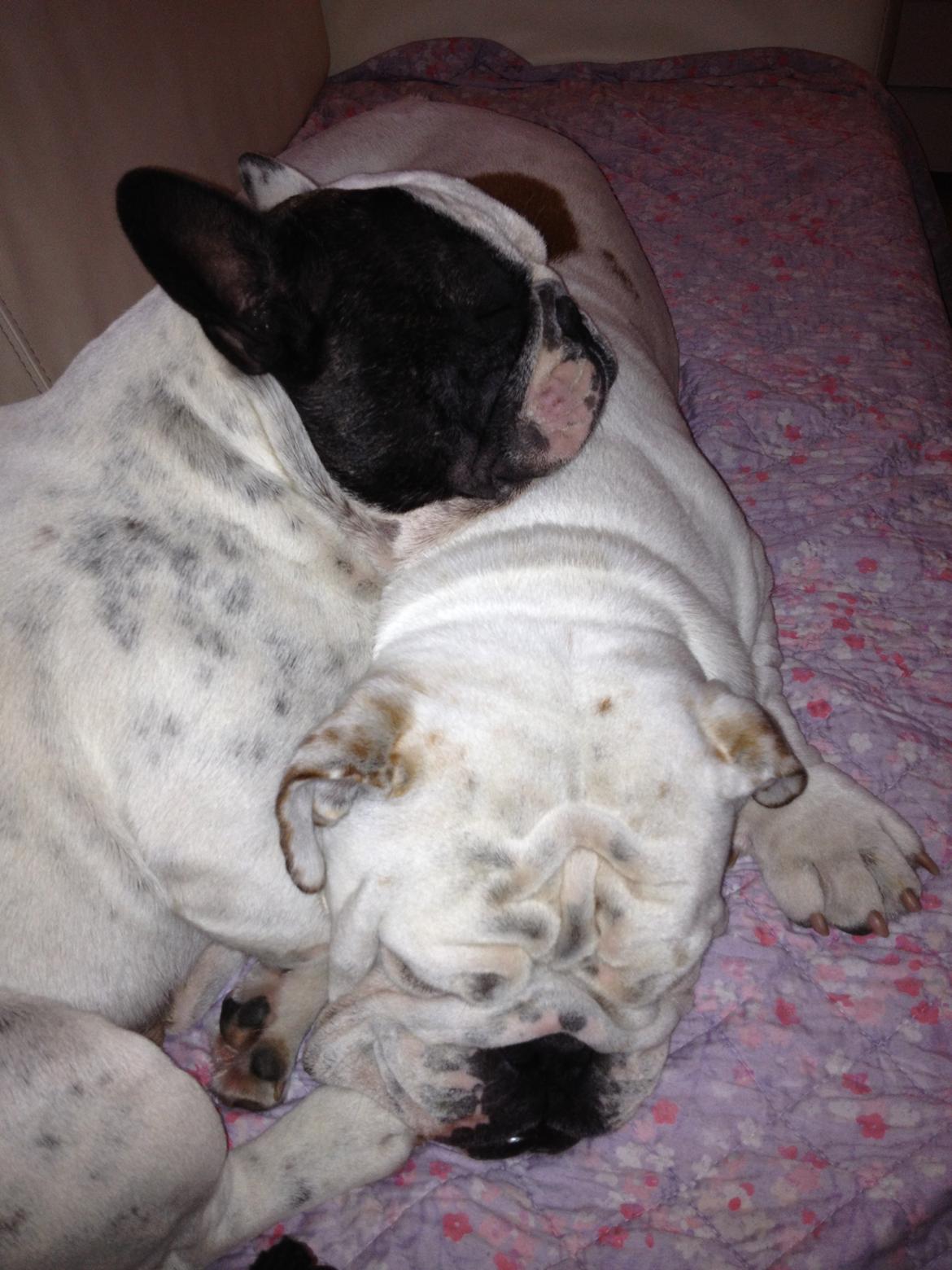 Fransk bulldog Prop - Prop og hans elskede bror. :-) billede 8