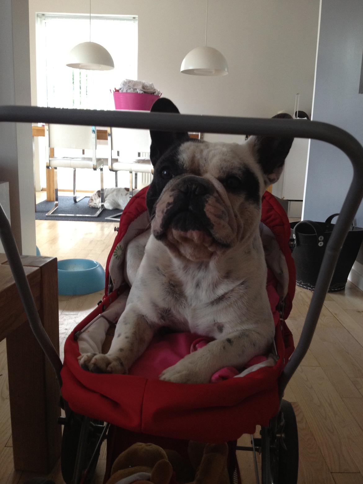 Fransk bulldog Prop - Absolut yndlingspladsen!!! Elsker at blive kørt rundt i den vogn :-D billede 9