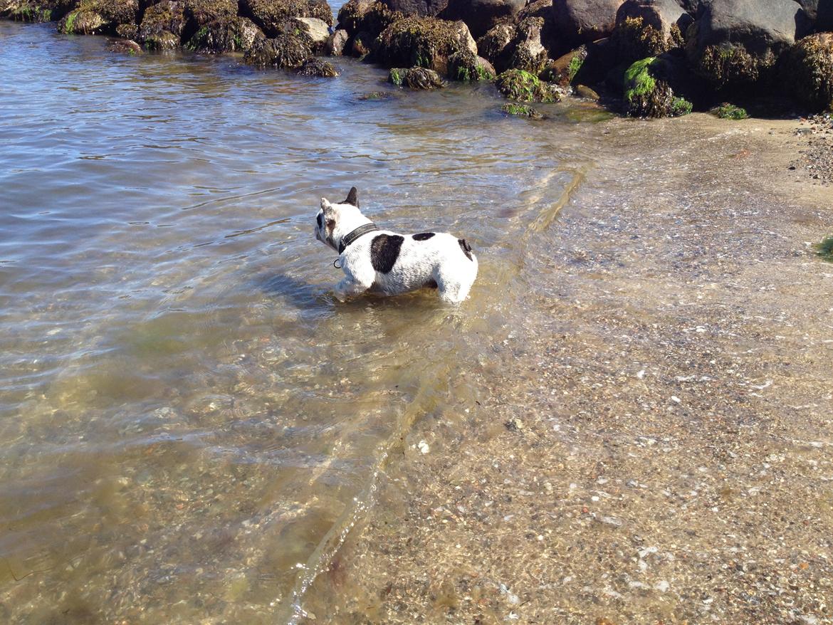 Fransk bulldog Prop - Det er lidt farligt det vand, jeg vil helst ikke drukne. Men det er bare så dejligt at blive afkølet. billede 10