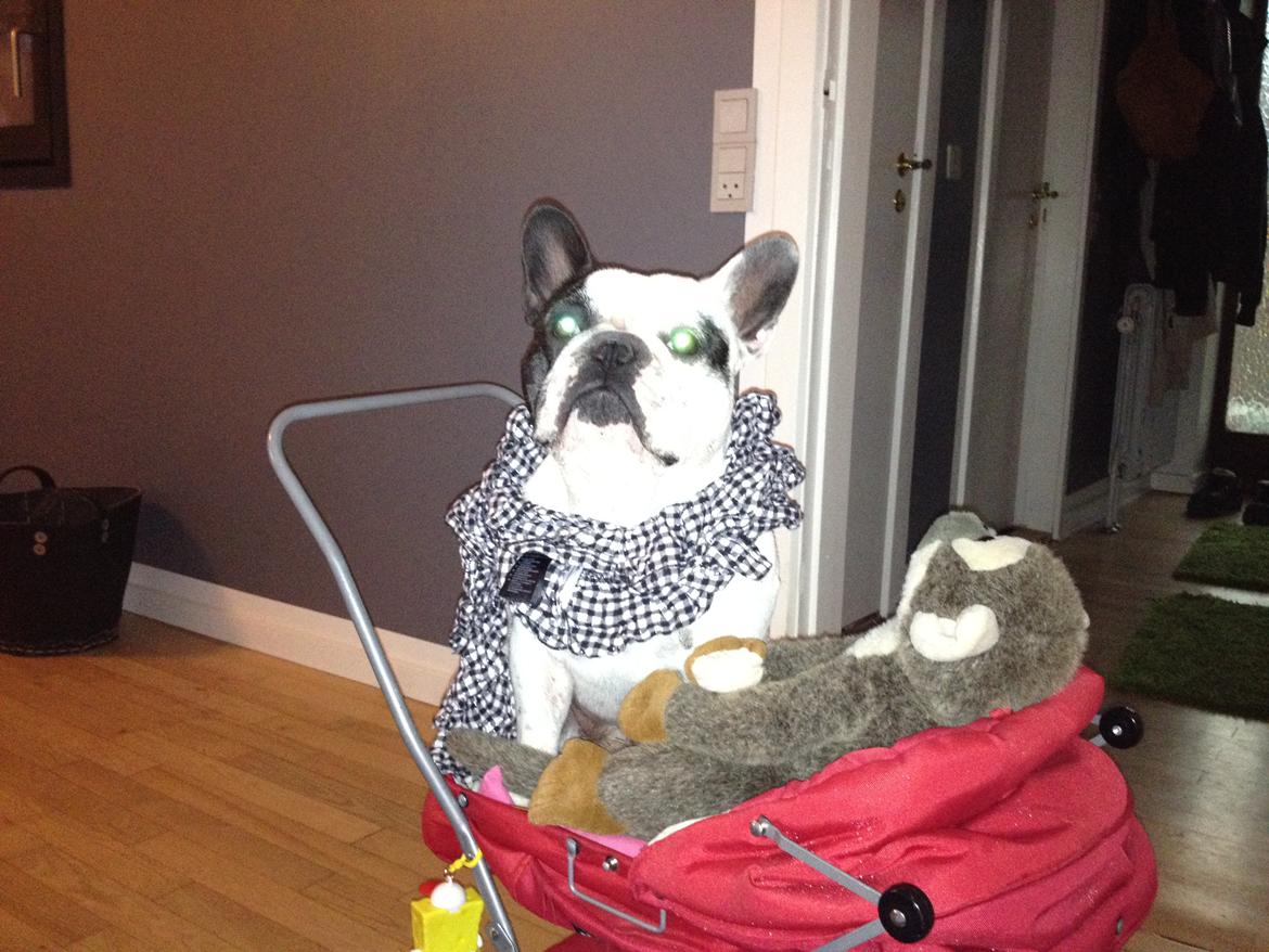 Fransk bulldog Prop - Køøør mig. Jeg sidder jo bare og venter billede 11
