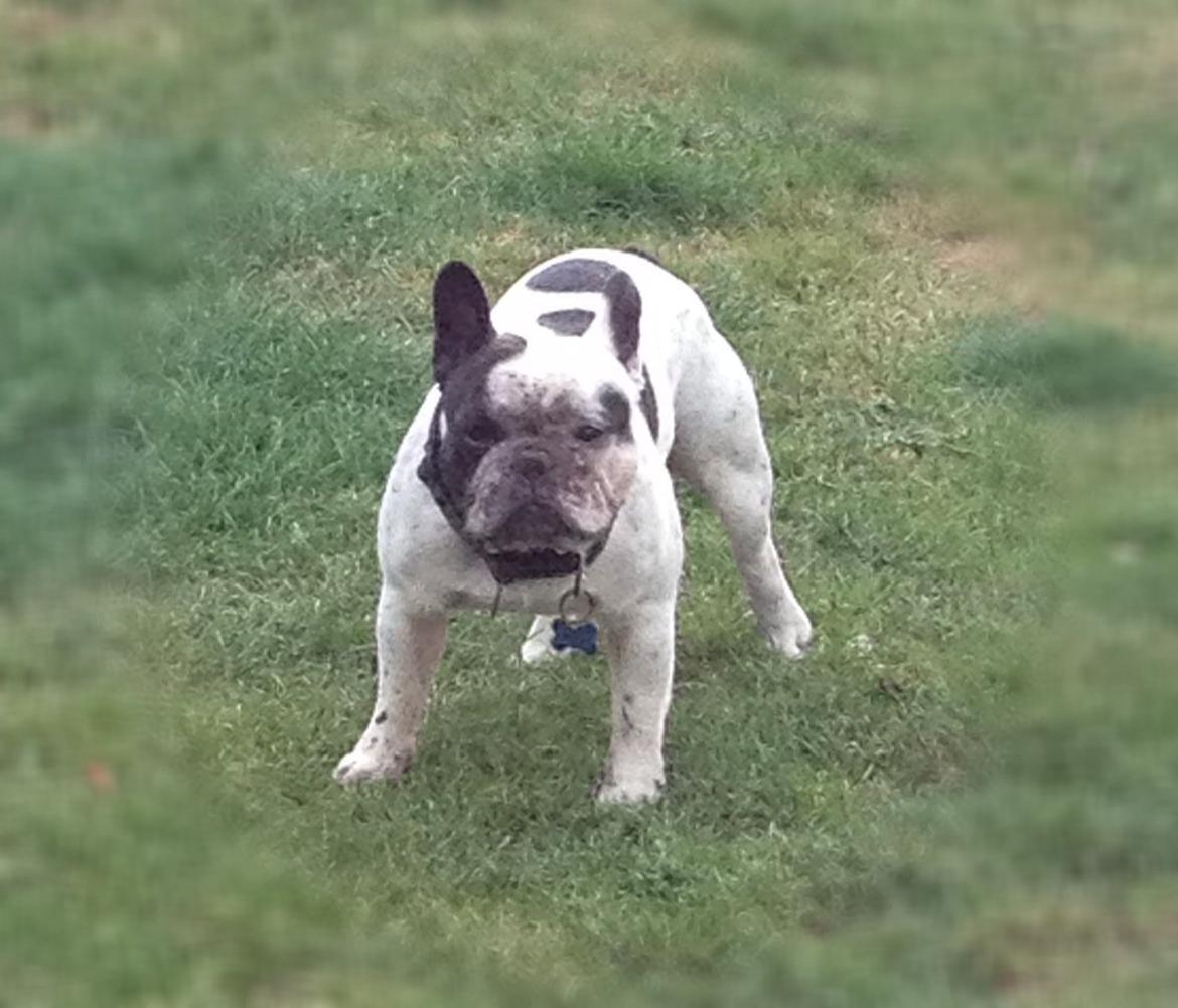 Fransk bulldog Prop - muddermaske skulle vist være godt for pels og huden!! billede 12