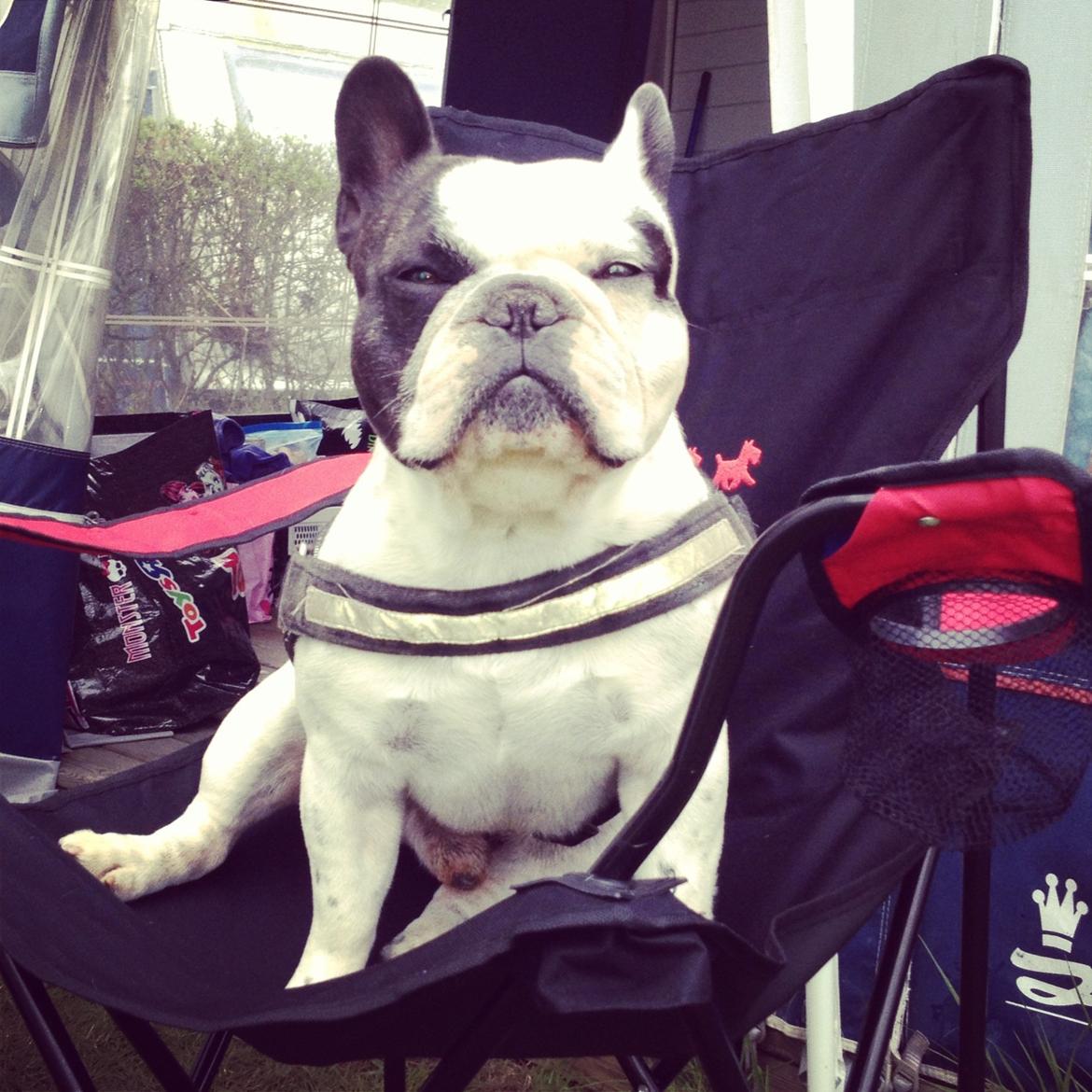 Fransk bulldog Prop - Selvfølgelig skal man da sidde på en campingstol, når man er en fransk bulldog billede 13