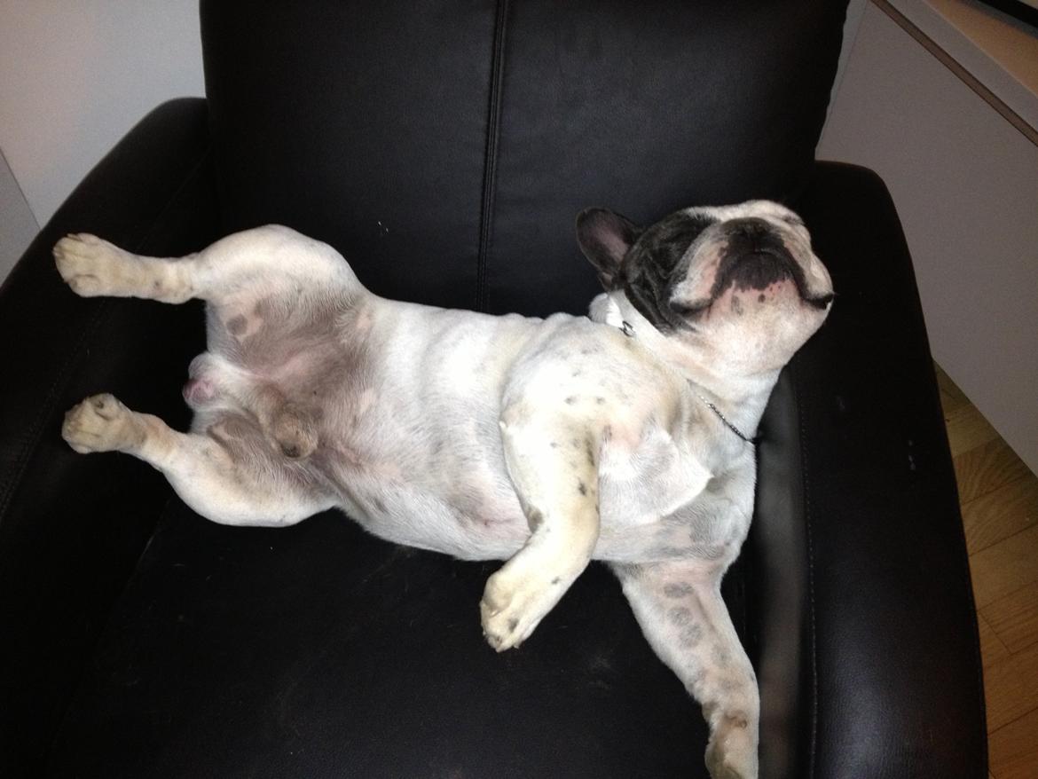 Fransk bulldog Prop - Så har kongen indtaget sin plads. :-D billede 14