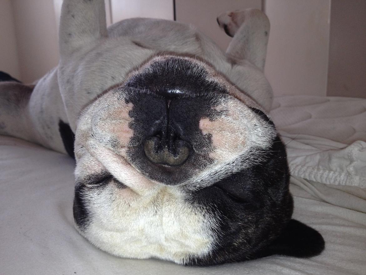 Fransk bulldog Prop billede 15