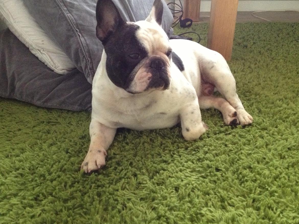 Fransk bulldog Prop billede 16