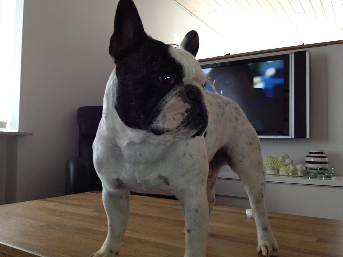 Fransk bulldog Prop - Se miiiiig!!! billede 17