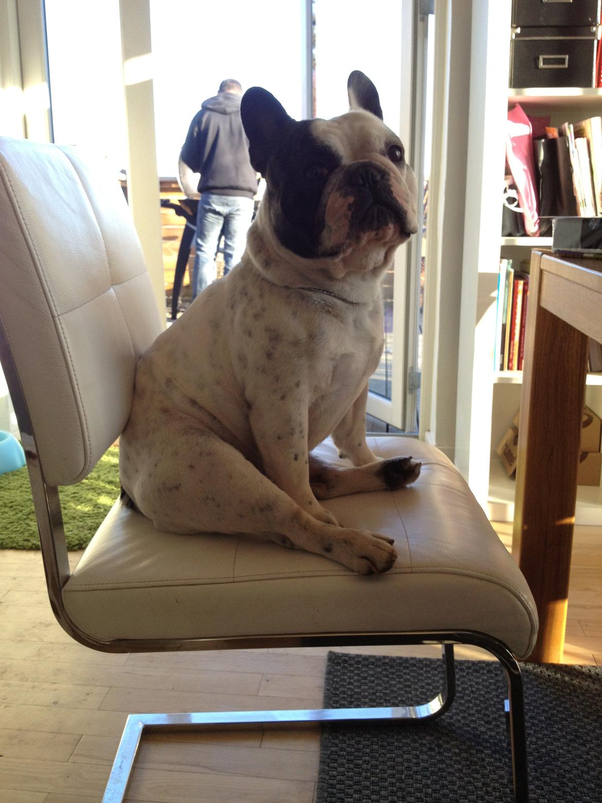 Fransk bulldog Prop billede 18