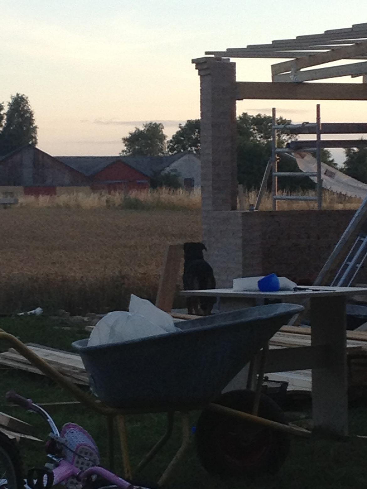 Blanding af racer Sæsar billede 1