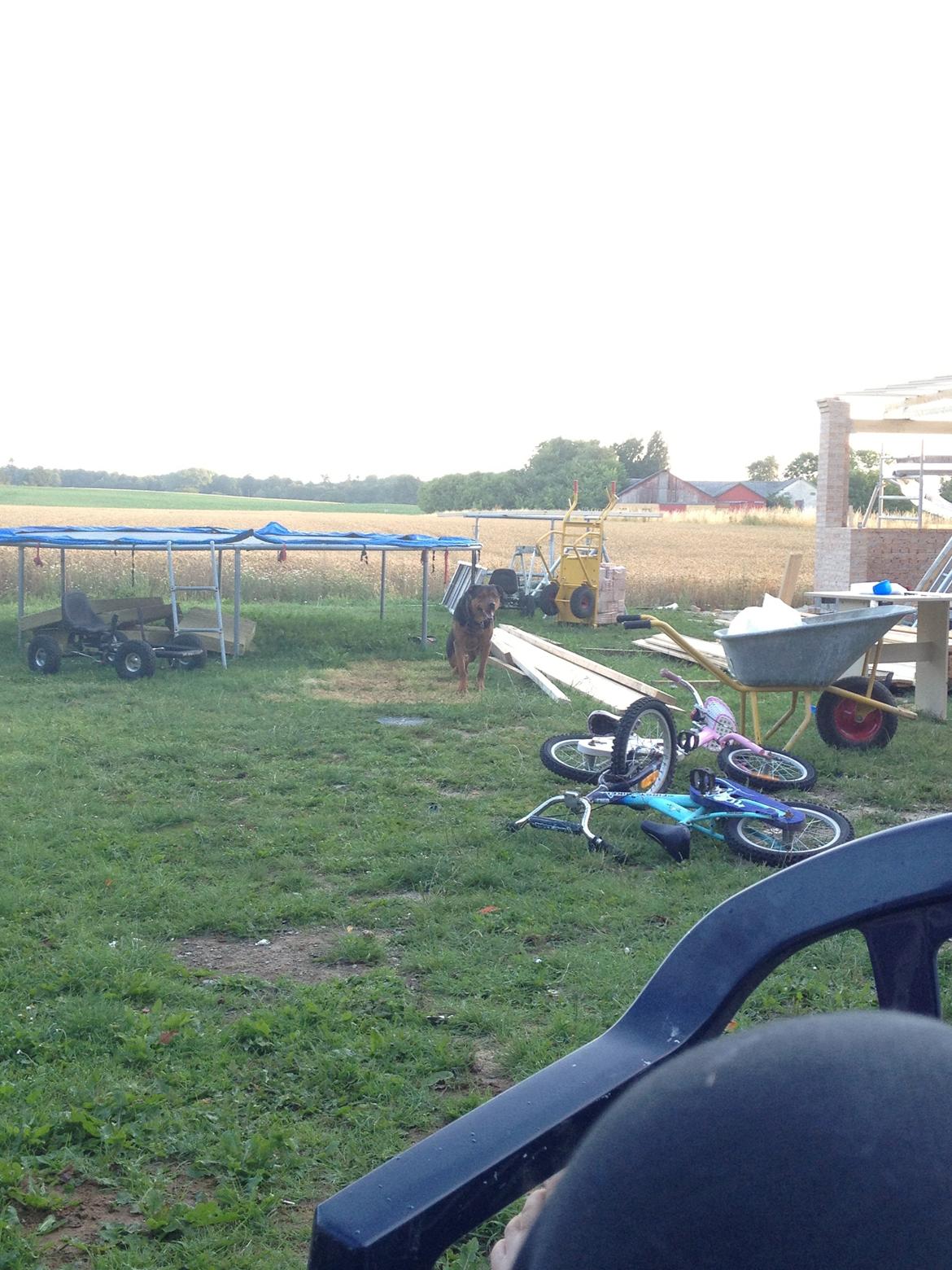 Blanding af racer Sæsar billede 2