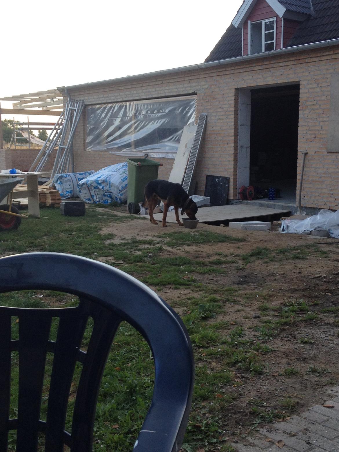 Blanding af racer Sæsar billede 3