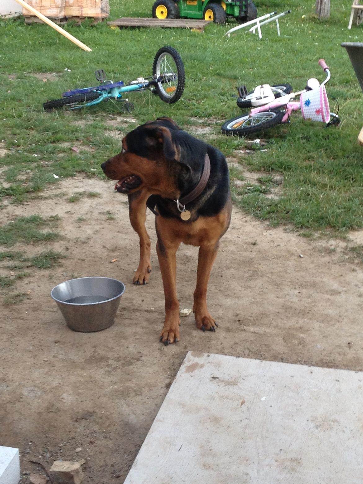 Blanding af racer Sæsar billede 4