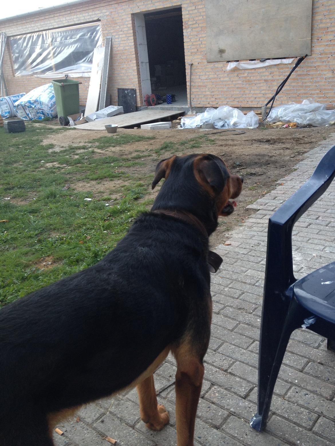 Blanding af racer Sæsar billede 5