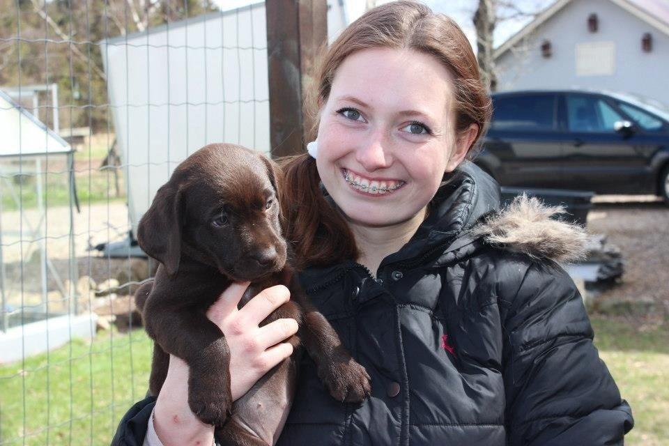 Labrador retriever Pubbie  billede 1