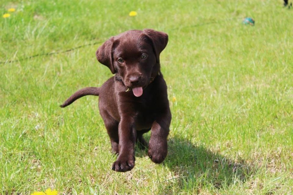 Labrador retriever Pubbie  billede 2