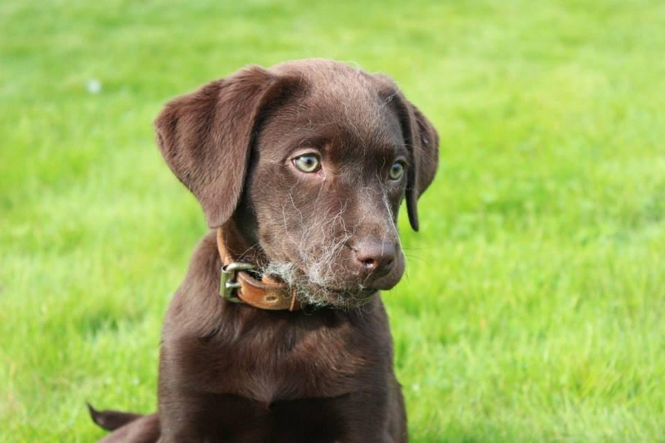 Labrador retriever Pubbie  billede 4