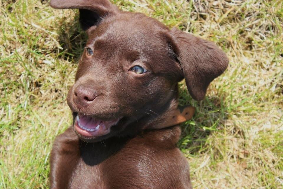 Labrador retriever Pubbie  billede 6