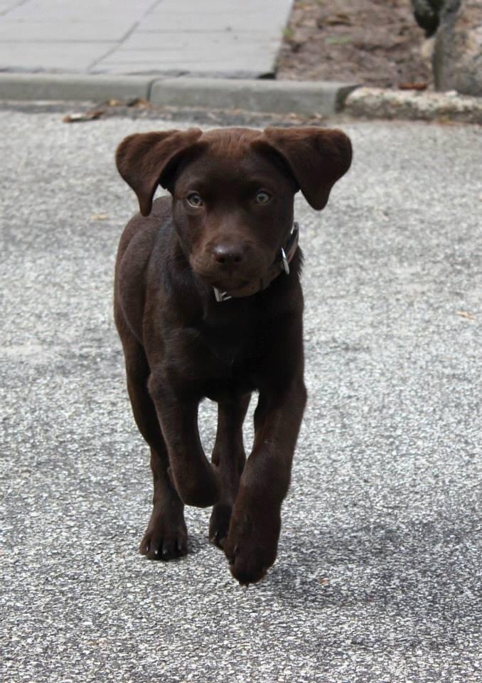 Labrador retriever Pubbie  billede 7