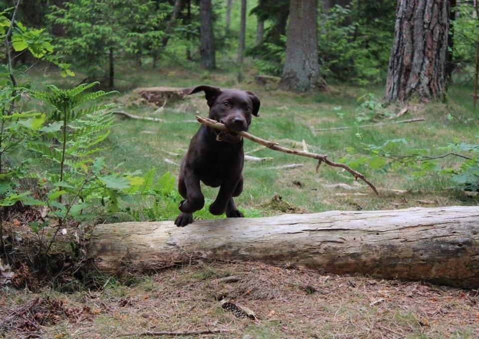 Labrador retriever Pubbie  billede 8