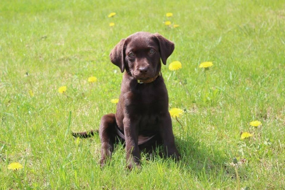 Labrador retriever Pubbie  billede 10