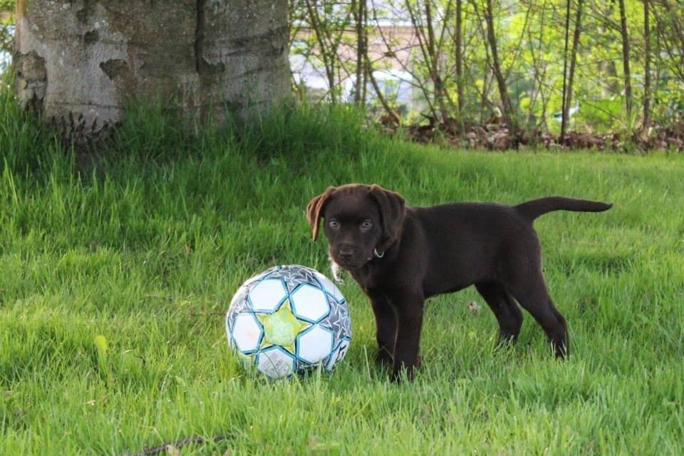 Labrador retriever Pubbie  billede 14