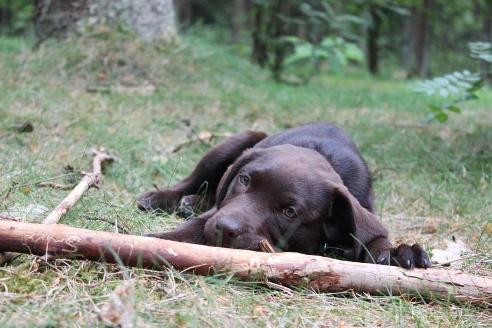 Labrador retriever Pubbie  billede 13