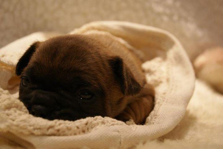 Fransk bulldog Andrea billede 1