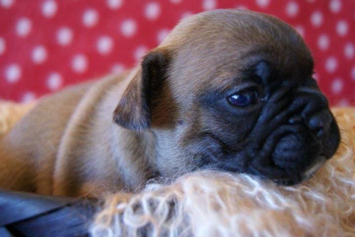 Fransk bulldog Andrea billede 2