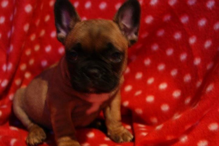 Fransk bulldog Andrea billede 3