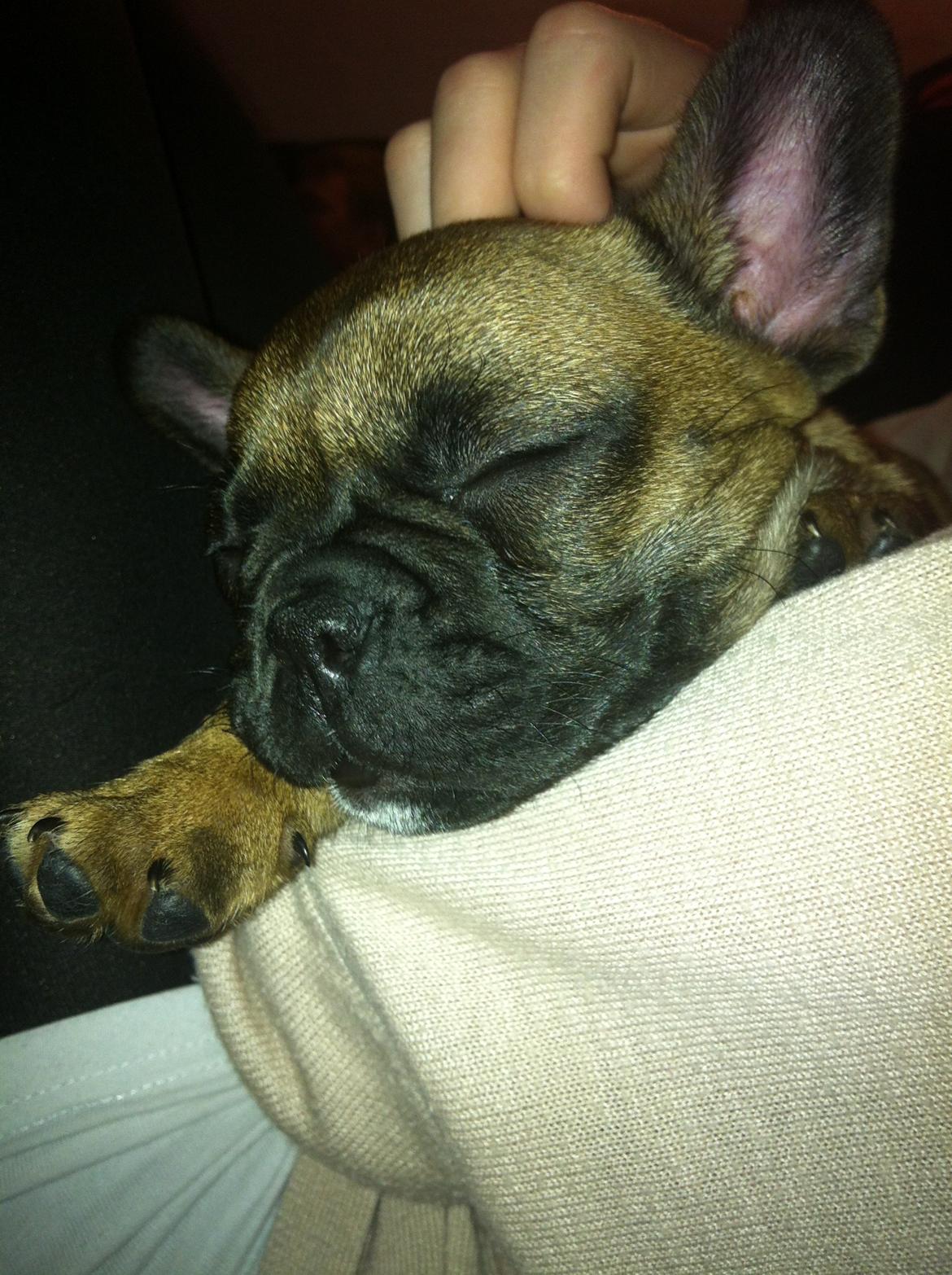 Fransk bulldog Andrea billede 5