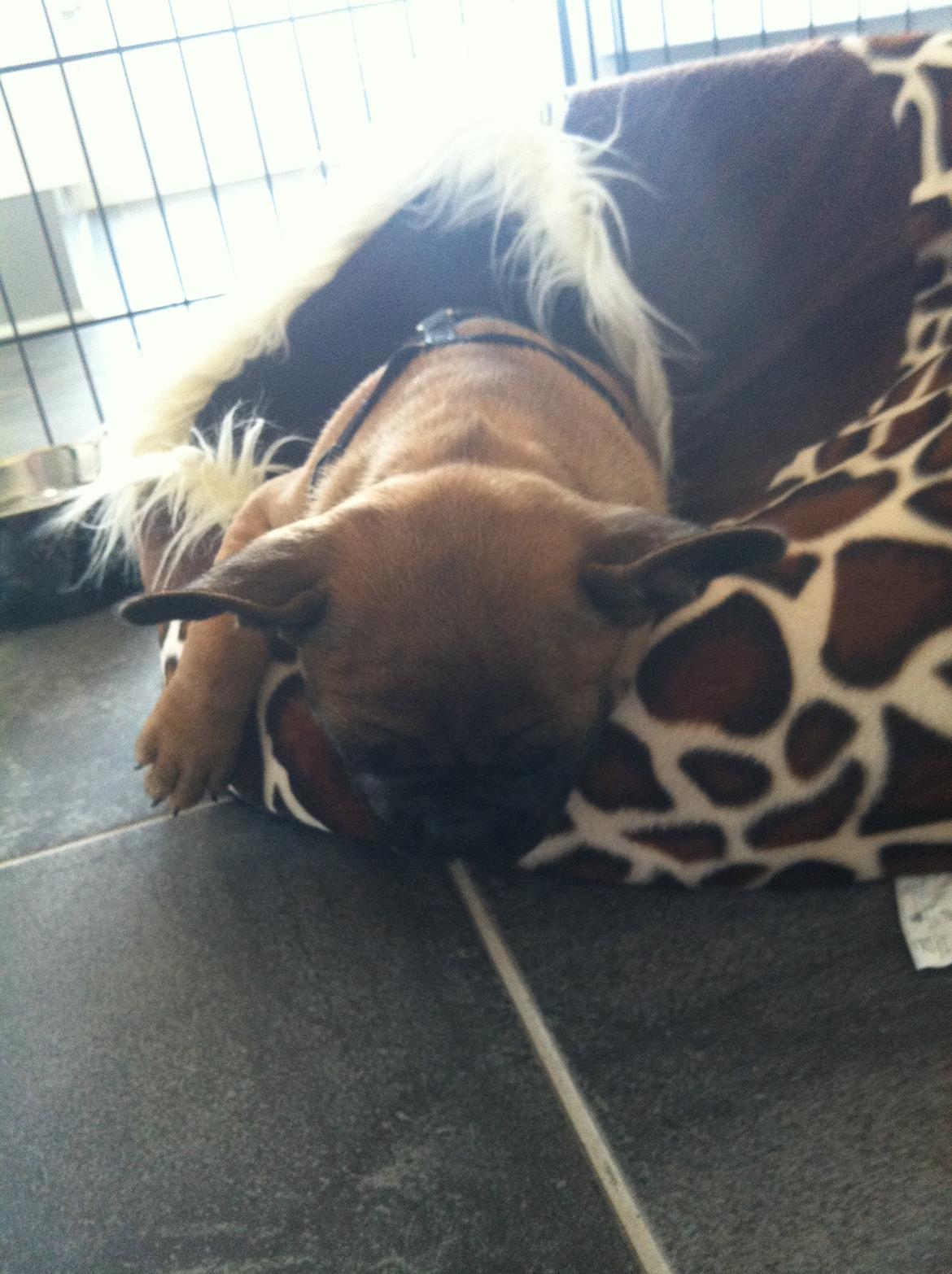 Fransk bulldog Andrea billede 4